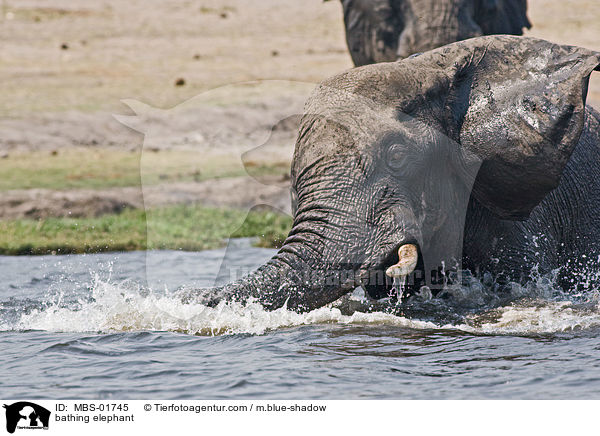 bathing elephant / MBS-01745