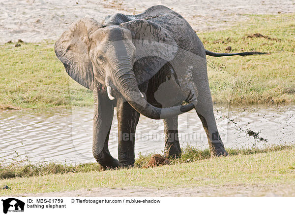 bathing elephant / MBS-01759