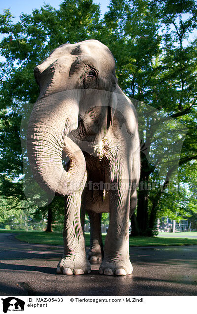 elephant / MAZ-05433