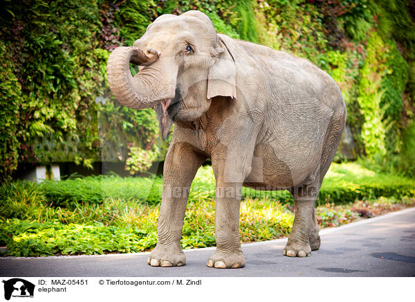 Elefant / elephant / MAZ-05451