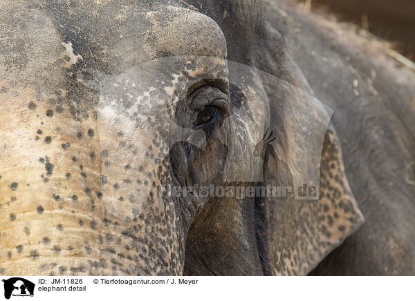 Elefant Detail / elephant detail / JM-11826