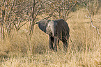young elephant