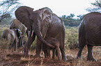 Elephants