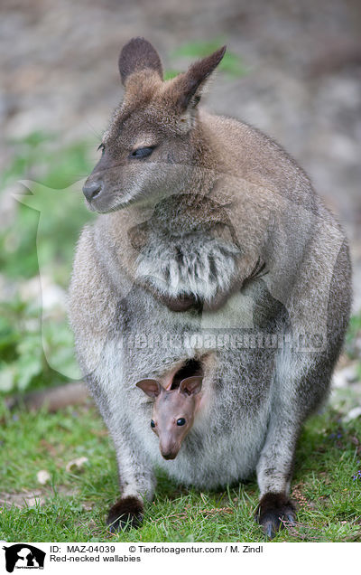Red-necked wallabies / MAZ-04039