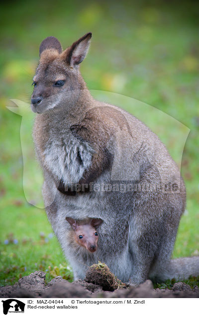 Red-necked wallabies / MAZ-04044