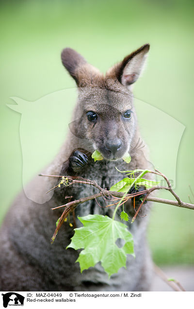 Red-necked wallabies / MAZ-04049