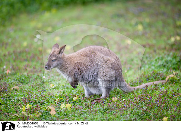 Red-necked wallabies / MAZ-04053