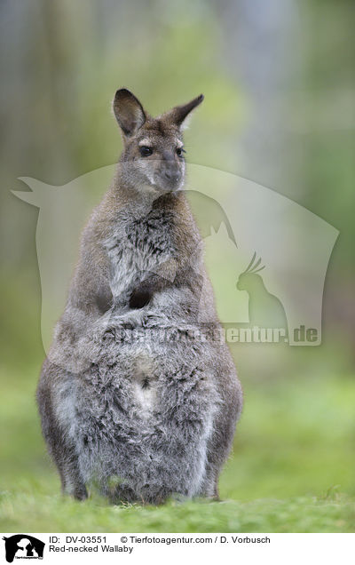 Red-necked Wallaby / DV-03551
