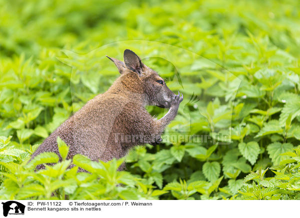 Bennettknguru sitzt in Brennesseln / Bennett kangaroo sits in nettles / PW-11122