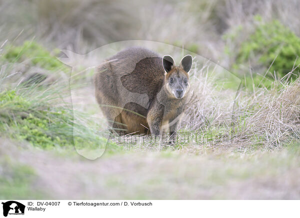 Bennettknguru / Wallaby / DV-04007