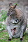 Red-necked wallabies