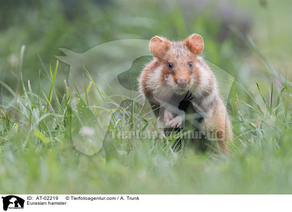 Eurasian hamster / AT-02219