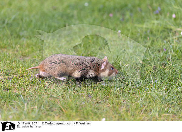 Eurasian hamster / PW-01907
