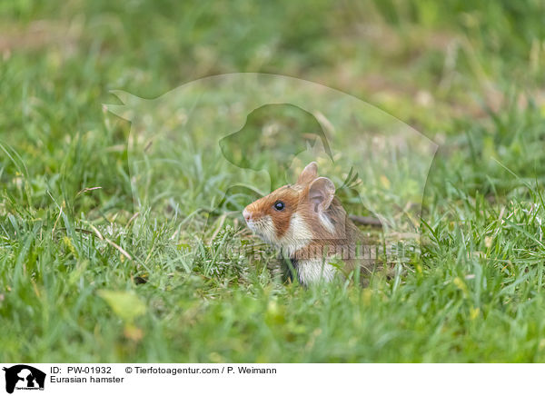 Eurasian hamster / PW-01932