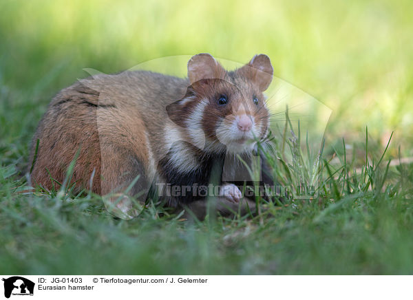 Eurasian hamster / JG-01403