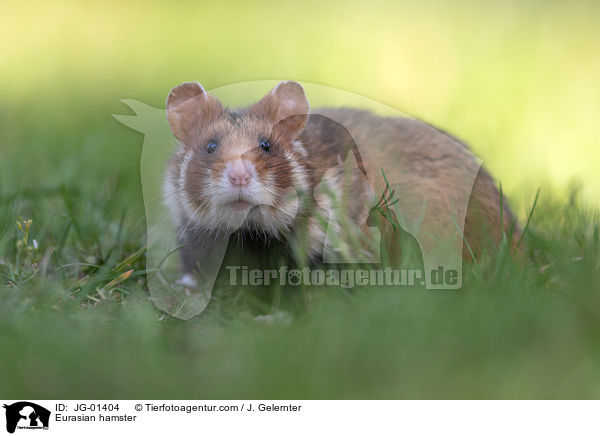 Eurasian hamster / JG-01404
