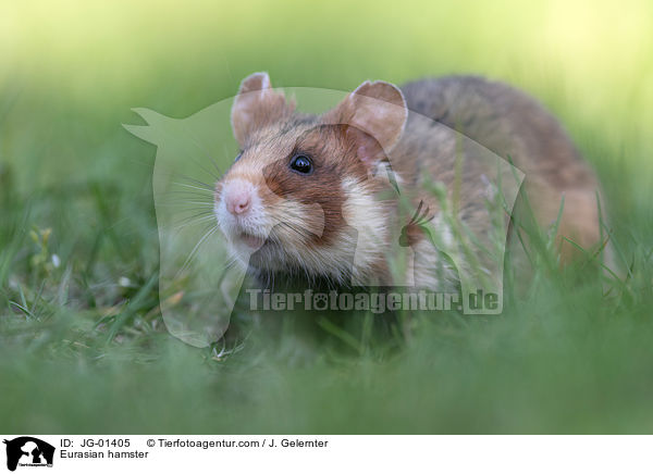 Eurasian hamster / JG-01405