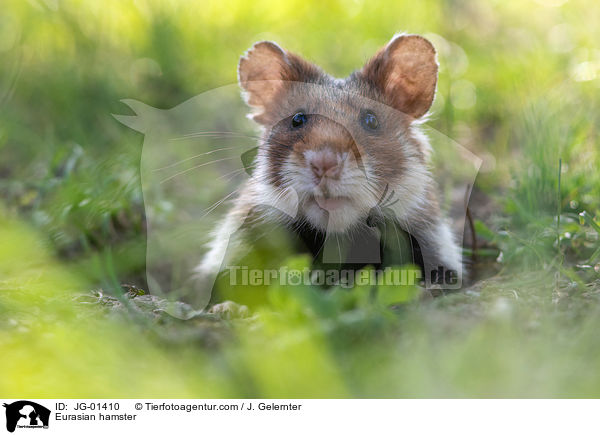 Eurasian hamster / JG-01410