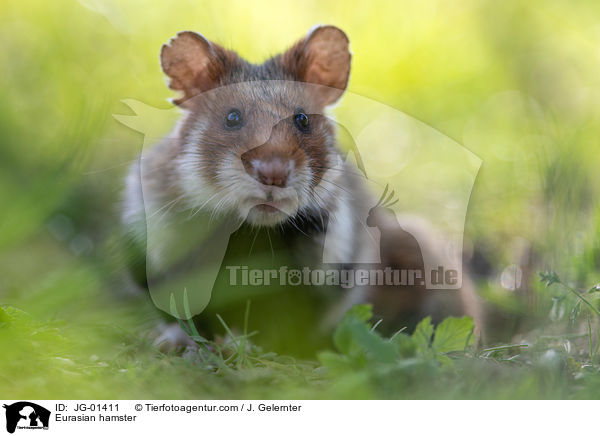 Eurasian hamster / JG-01411