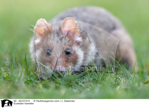 Eurasian hamster / JG-01414