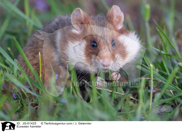 Eurasian hamster / JG-01425