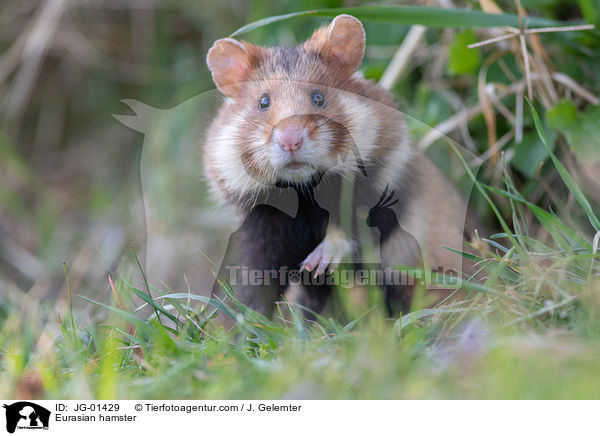 Eurasian hamster / JG-01429