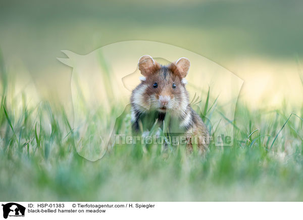 black-bellied hamster on meadow / HSP-01383