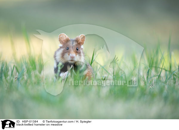 Feldhamster auf der Wiese / black-bellied hamster on meadow / HSP-01384