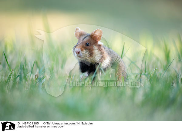 black-bellied hamster on meadow / HSP-01385