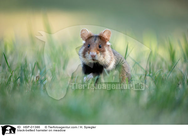 black-bellied hamster on meadow / HSP-01386