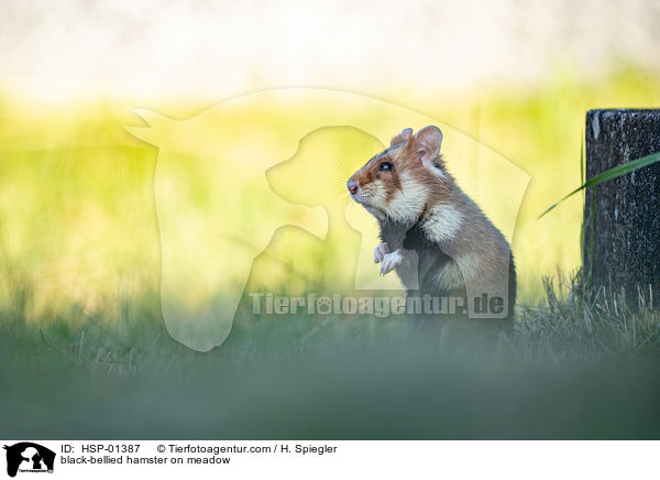 black-bellied hamster on meadow / HSP-01387