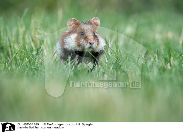 Feldhamster auf der Wiese / black-bellied hamster on meadow / HSP-01389