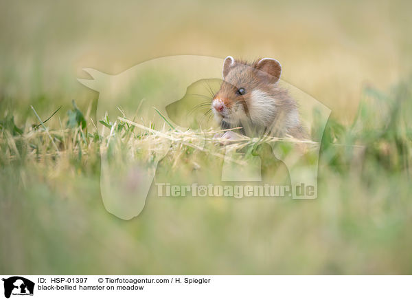 black-bellied hamster on meadow / HSP-01397