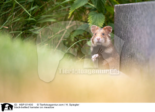 black-bellied hamster on meadow / HSP-01400
