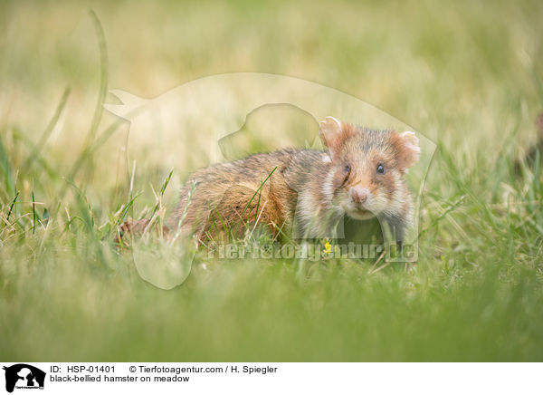black-bellied hamster on meadow / HSP-01401