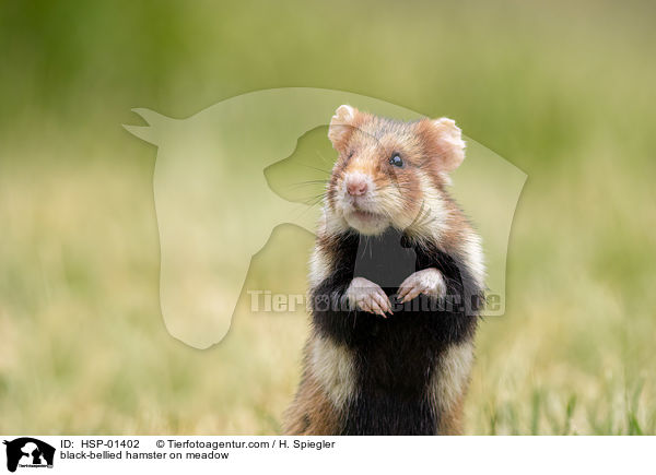 black-bellied hamster on meadow / HSP-01402