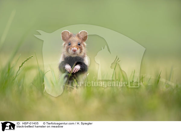 black-bellied hamster on meadow / HSP-01405