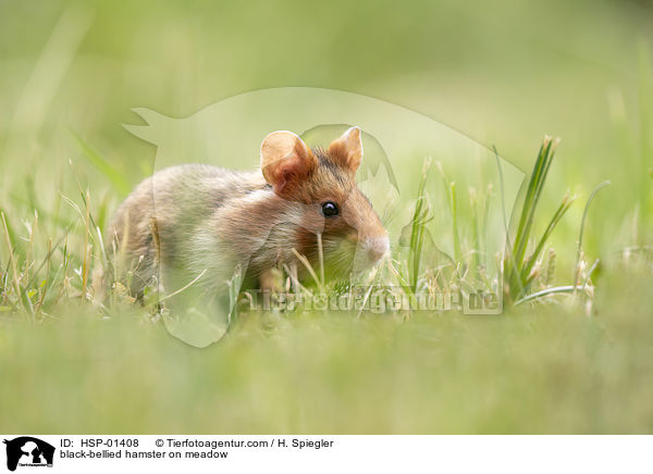 Feldhamster auf der Wiese / black-bellied hamster on meadow / HSP-01408