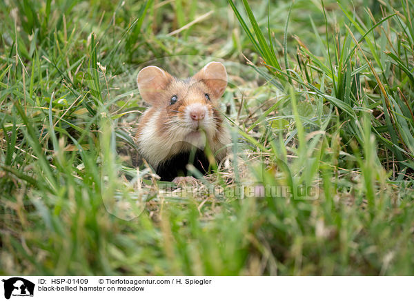 black-bellied hamster on meadow / HSP-01409