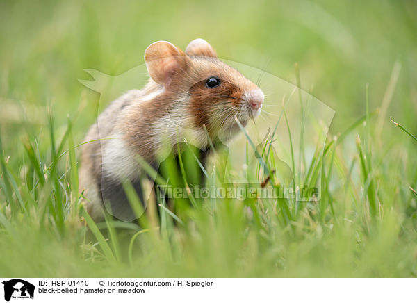 black-bellied hamster on meadow / HSP-01410