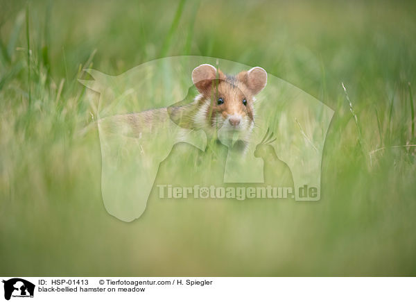 black-bellied hamster on meadow / HSP-01413