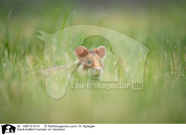 black-bellied hamster on meadow / HSP-01414