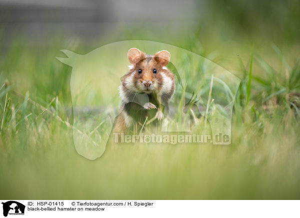 black-bellied hamster on meadow / HSP-01415