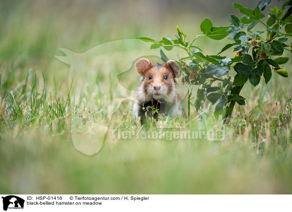 black-bellied hamster on meadow / HSP-01416
