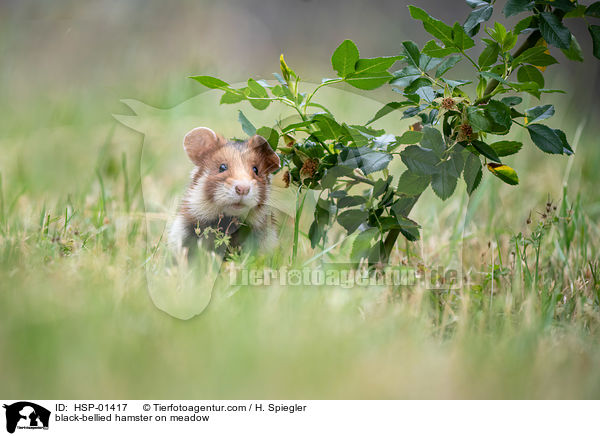 black-bellied hamster on meadow / HSP-01417