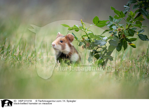 black-bellied hamster on meadow / HSP-01418