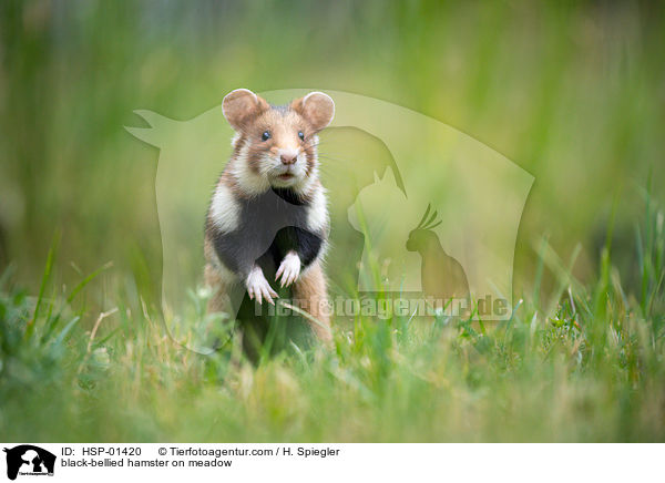 black-bellied hamster on meadow / HSP-01420