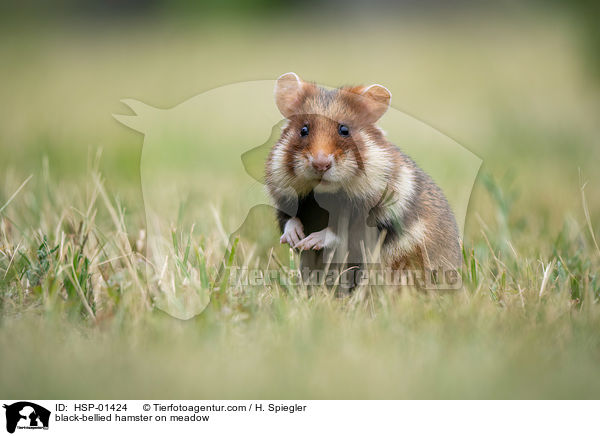black-bellied hamster on meadow / HSP-01424