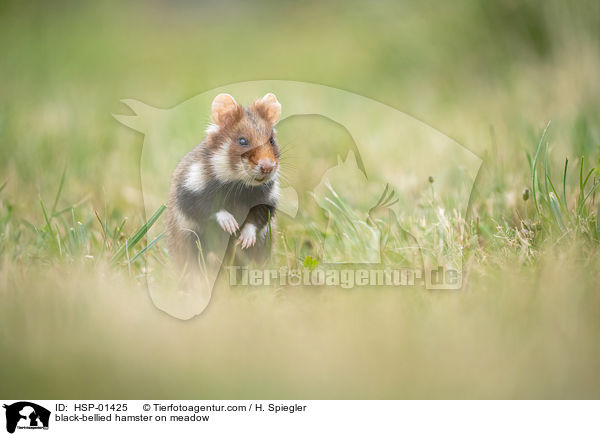 black-bellied hamster on meadow / HSP-01425
