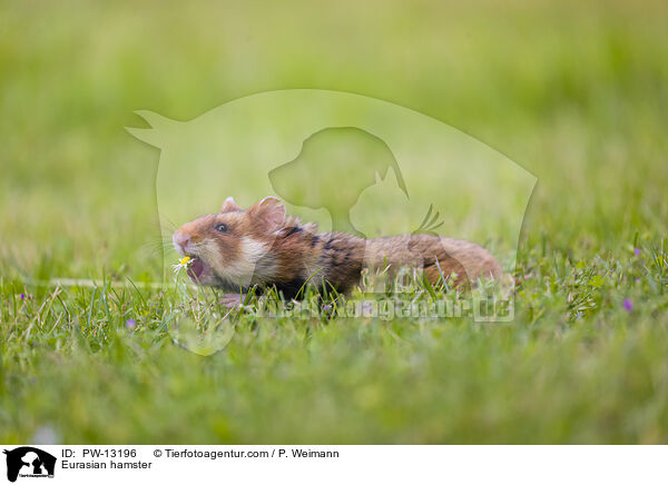 Eurasian hamster / PW-13196